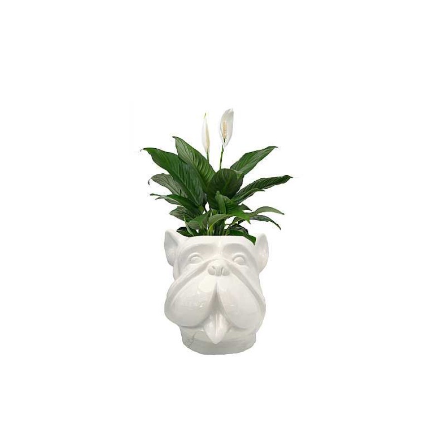 D Coration meubles moss | Grand Vase Design Pour Ext Rieur T Te De Bouldog - Leo 70 Cm Blanc