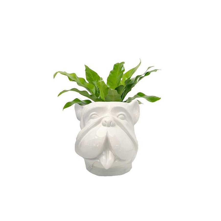 D Coration meubles moss | Grand Vase Design Pour Ext Rieur T Te De Bouldog - Leo 70 Cm Blanc